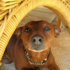 Dvaergpinscher Joker † R.I.P.†