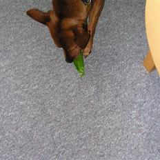 Dvaergpinscher Joker † R.I.P.†