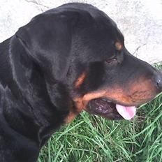 Rottweiler basse