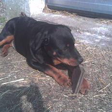 Rottweiler basse