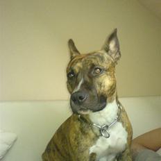 Amerikansk staffordshire terrier senna