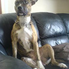 Amerikansk staffordshire terrier senna