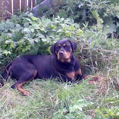 Rottweiler freja død 9/7-08
