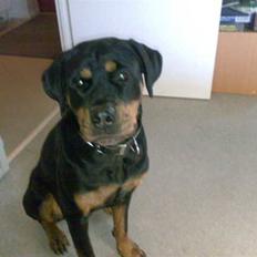 Rottweiler freja død 9/7-08