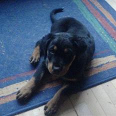 Rottweiler freja død 9/7-08