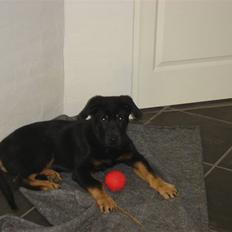 Blanding af racer zantos