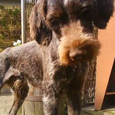 Ruhåret hønsehund Dalton