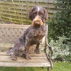 Ruhåret hønsehund Dalton