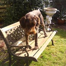 Ruhåret hønsehund Dalton