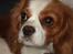 Cavalier king charles spaniel Emma