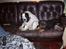 Blanding af racer Basse - Basse og Oscar leger i sofaen