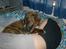 Blanding af racer Baloo mastiff / boxer - Elsker at ligge og putte .. 