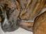 Blanding af racer Baloo mastiff / boxer - Kan i se mig ? :b