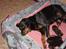 Rottweiler Plet