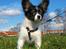 Papillon Heikra´s Frederikke