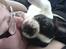 Fransk bulldog Charlie - Grumpy - Putter lige sammen med mor.....