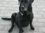 Labrador retriever Max    R.I.P 