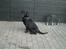 Labrador retriever Max    R.I.P 