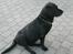 Labrador retriever Max    R.I.P 