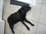 Labrador retriever Max    R.I.P 
