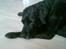Labrador retriever Max    R.I.P 