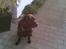 Labrador retriever Max    R.I.P 