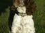 Engelsk springer spaniel Diamond ring star light