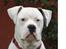 Amerikansk bulldog Winston C.