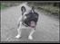 Fransk bulldog Kato *RIP* - Gaaaaab!