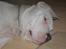 Amerikansk bulldog Winston C. - Ja ja far, jeg smiler alt hvad jeg kan... 