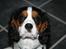 Cavalier king charles spaniel Annexgårdens Lea
