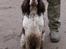 Engelsk springer spaniel Nulletullen - Det er virkelig en dejlig træt og beskidt hund man får med hjem fra en dag på jagt