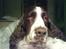 Engelsk springer spaniel Nulletullen - Et styk halvsovende vuf