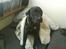 Labrador retriever Anne (R.I.P) - anne under dyne (: