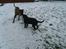 Rottweiler Coco