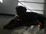 Rottweiler Coco
