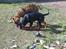Rottweiler Coco