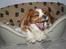 Cavalier king charles spaniel Simba R.I.P <3 - min lille mus gaber <3