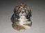 Lhasa apso gizmo