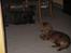 Cavalier king charles spaniel Kikki - Hvis jeg nu ligger helt stille, kan det være hun vil dele sit kødben med mig...