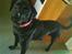 Labrador retriever Anne (R.I.P) - ynglings foto