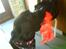 Labrador retriever Anne (R.I.P) - Den kanin findes iik rigtigt mere, eller der er stadig et hoved tilbage (: