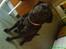 Labrador retriever Anne (R.I.P) - dygtigt :D