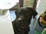 Labrador retriever Anne (R.I.P) - optaget, liisom når hun ser fjernsyn (: