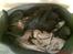 Labrador retriever Anne (R.I.P) - Sovende anne (: