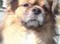 Tibetansk spaniel zorba<3=)