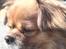 Tibetansk spaniel zorba<3=)