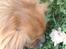 Tibetansk spaniel zorba<3=)