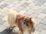 Tibetansk spaniel zorba<3=)
