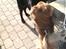 Tibetansk spaniel zorba<3=)